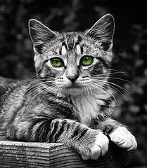 фото ""Jealousy""