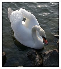 фото "Swan"