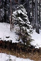 photo "Untitled photo"