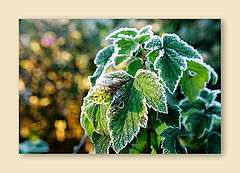 photo "First frost in fall"