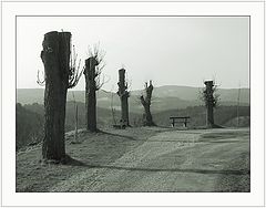 фото "Half-trees"