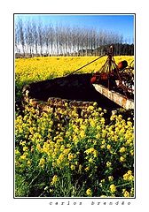 фото "..."