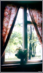 photo "Window"