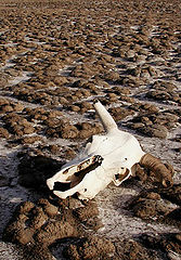 photo "Arid"