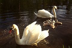 photo "Untitled photo"