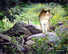 фото "Lone Hunter"