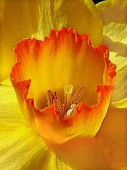 photo "Daffodil"