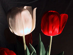 фото "untitled"