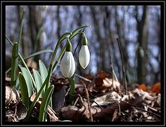 фото "First Flowers You Can See in February"