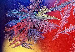 photo "rainbow frost feather"