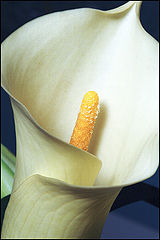 photo "White kalla"
