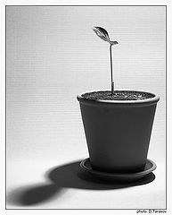 photo "Transformation in cactus"