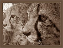 фото "Big Cats"