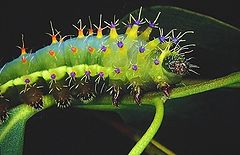 photo "Emporer Gum caterpillar"