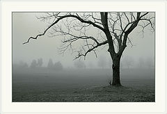 photo "Foggy morning (Part 3)"