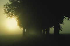 photo "The avenue"