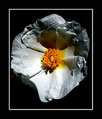 photo "paper flower"