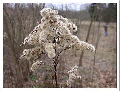 фото "Early Spring"
