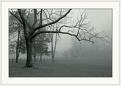 photo "Foggy morning (The Tree)"