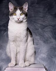 фото "Sunny the cat"