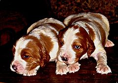 photo "Just Born !"