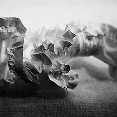 photo "Disposable (Paper #12)"