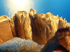 photo "Disposable (Paper #3)"