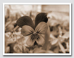 photo "Card with daisy"