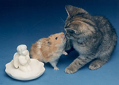 фото "kissmeyoufool"