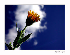 photo "flower, cloud and light"