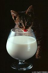 фото "slurp"