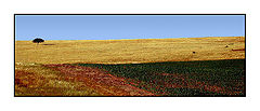 фото "Alentejo field"