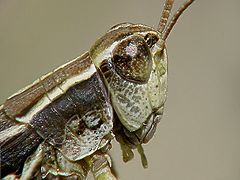 photo "Grasshopper"