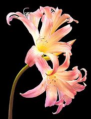 photo "Lily"