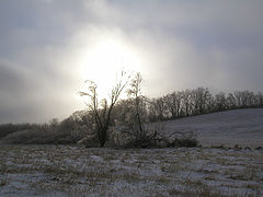 фото "Field and Trees"