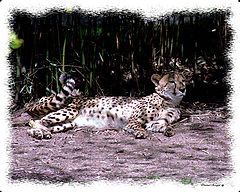 фото "Beautiful Cat"