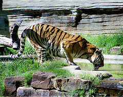 фото "Taking a Big Drink"
