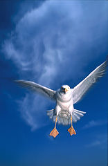 photo "Winged Hostilitys"