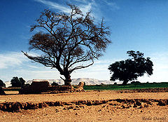 фото "Contrast"