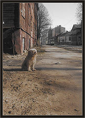 photo "Doggy blues..."