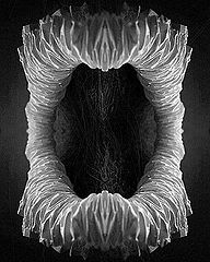 photo "Inhuman Maw"