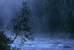 photo "Morning tree"