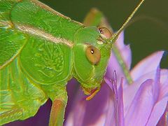 photo "Katydid"