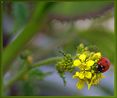 photo "Colors..."