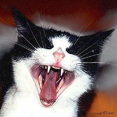 фото "My Dracula Tom"