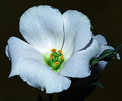 photo "Internal breath"