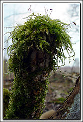 фото "Woodlandtroll"