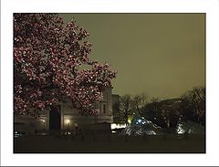 photo "Magnolia, Wahington DC"