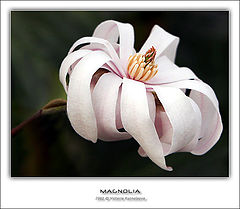 photo "Magnolia"