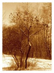photo "Queen of the old park"